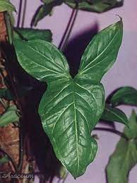 Syngonium Podophyllum Albolineatum Tanaman Bunga