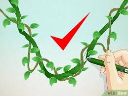 How to draw a creeper plant step by step. How To Draw A Jungle Vine Wikihow