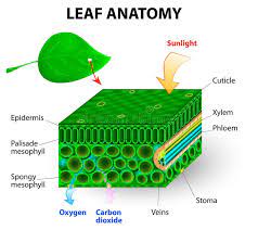 Leaf Anatomy Vector Diagram Photosynthesis Chlorophyll Is The Molecule In Lea Sponsored Photos Photosynthesis Parts Of A Flower Microscopic Photography