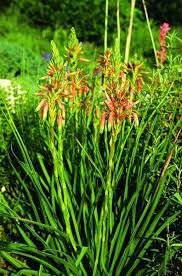 Image result for Aloe cooperi