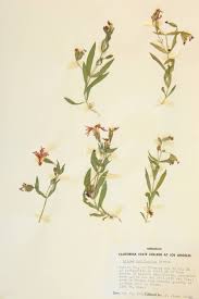 Image result for Caryophyllaceae