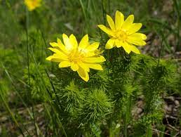 Aster Flower Name In Malayalam Best Flower Wallpaper