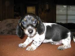 Dachshund puppies texas for sale. Dachshund Puppies For Sale For Sale In Temple Texas Classified Americanlisted Com