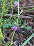 Image result for Tephrosia argyrolampra
