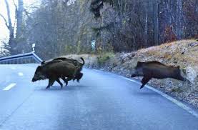 Wildschweine In Der Paarungszeit Konnen Gefahr Werden Wildschweine Im Kreis Esslingen Kreis Esslinger Zeitung