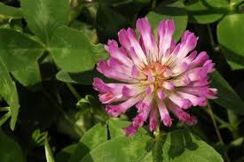 Image result for Trifolium