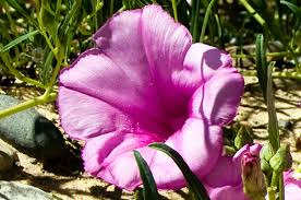 Image result for Ipomoea blepharophylla
