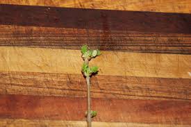 If you plant your mulberry tree from seed, it may take 4 to 10 years before you get fruit. Mudflower Mulberry Tree From Cuttings The Easy Way
