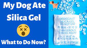 What Happens If A Dog Eats Silica Gel Seniorcare2share