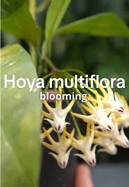 Image result for hoya multiflora