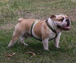 109 results for pet storage. Bulldog Wikipedia