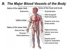 The major arteries and veins of the circulatory system learn with flashcards, games and more — for free. The Major Blood Vessels Ppt Video Online Download