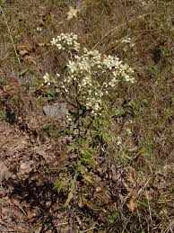 Image result for Pseudognaphalium oligandrum