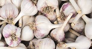 We did not find results for: Garlic Growing Guide Tui How To Plant Protect Grow And Harvest