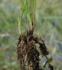 Image result for Oxycaryum