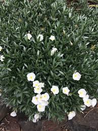 Image result for Convolvulus