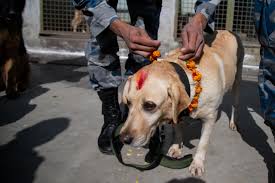Pentru posturile scoase la concurs la cunbm, dosarele se depun la secretariatul prorectoratului, str. Oficial PoliÈ›ia Animalelor A Fost InfiinÈ›atÄƒ In Romania Cate Posturi Sunt Scoase La Concurs