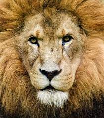 The Amazing Jonathan Houston Zoo Zoo Animals Dog Cat