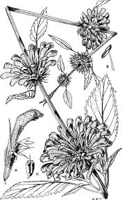 Image result for Leonotis decadonta