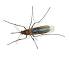 Image of What's a mosquito lifespan?