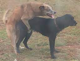 File:Dogs mating.jpg - Wikipedia