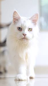 Eye to eye with Mr. ViVo. . . #mainecoon #cats #vivo #photography  #robertsijka #felisgallery #weeklyfluff #meowed #YourShotPhotographer