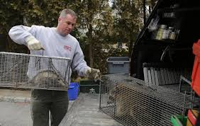 Raccoons are cute to watch on tv, but they're not so cute when they leave your trash strewn all over your backyard. Ridding The House Of Errant Raccoons And Other Animals The New York Times