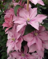 Clematis błękitny anioł jest niezwykle atrakcyjną, bardzo oryginalną odmianą powojnika wielkokwiatowego późno kwitnącego. Powojnik Clematis Hagley Hybrid Centrum Ogrodnicze Dammera