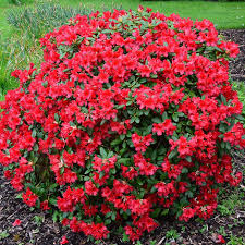Rhododendron Baden Baden Dwarf Rhododendron Baden Baden Rhododendron Backyard Plants Plants