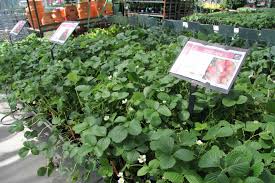 One young lady i encountered among the shrubs and perennials was very helpful in dscribing plants to fit my demands. Green Scheme Wilson Nurseries Loves To Grow Kentucky Farm Bureau