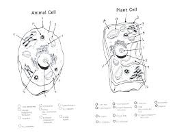 Check spelling or type a new query. Plant Cell Drawing At Paintingvalley Com Explore Collection Of Plant Cell Drawing