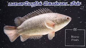 images?q=tbn:ANd9GcRuqKMTWM9VgIKv0LtOYgz