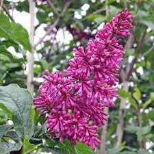 Image result for Syringa prestoniae
