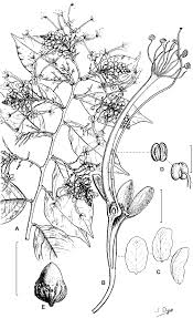 Image result for Dactyladenia