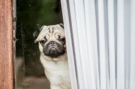Maybe you would like to learn more about one of these? Dog Separation Anxiety After The Covid 19 Pandemic Oakland Veterinary Referral Services