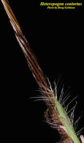 Image result for Heteropogon