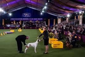 Beating out dogs from more than 200 breeds at siba, who competed under the full entry name gchp ch stone run afternoon tea, was born in march 2016. 3ndjypv0q7do M