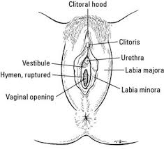 A lesson in female anatomy. The Human Vagina And Other Female Anatomy Dummies