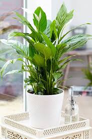 About the peace lily houseplant. Peace Lily Air Purifying Plant Indoor Plants Plantshop Me