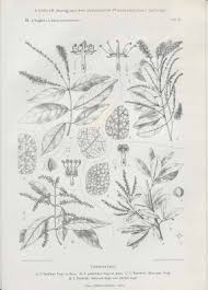 Image result for Combretum padoides
