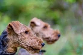 Image result for velšteriér