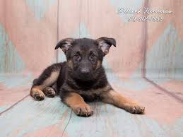 Lovely german shepherd puppies for sale 4 keeks old ready mid february will have their first injections and will be microchip £250 deposit call me on kc cezch german shepherd puppies ** one chunky boy remaining ** we are proud to announce we have two of our sable male kc german. German Shepherd Puppies For Sale Unparalleled For Protection And Loyalty