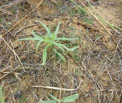 Image result for Blepharis