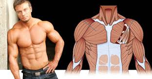 The pecs are found attached to the humerus of the arm, right near where the shoulder joint is. How To Build Bigger Chest Muscles Fitness And Power
