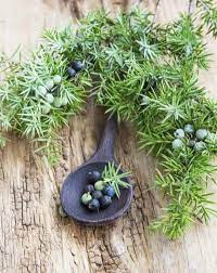 Juniper Plant Benefits How To Use Juniper For Herbal Use Juniper Plant Juniperus Communis Plant Benefits