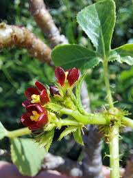 Image result for Jatropha campestris