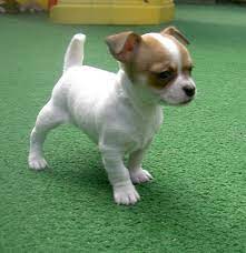 Maybe you would like to learn more about one of these? Chihuahua French Bulldog Mix For Sale Pets Lovers