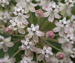 Image result for Asclepias buchwaldii