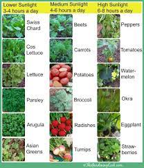 Some plants crave for bright sunny conditions and other plants for the shade. Shade Tolerant Vegetables Vs Sun Friendly Veggies Vegetable Garden Planner Home Vegetable Garden Vegetable Garden Design