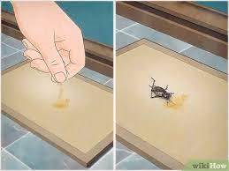 Crickets are attracted to the sweet smell of molasses and will immediately come out to try to feast on it. 3 Ways To Kill A Cricket That S Loose In Your House Wikihow